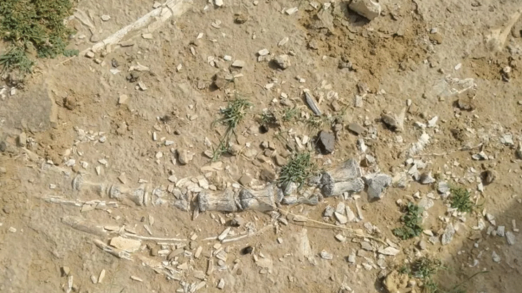 india first phytosaur Jurassic fossil discovery jaisalmer