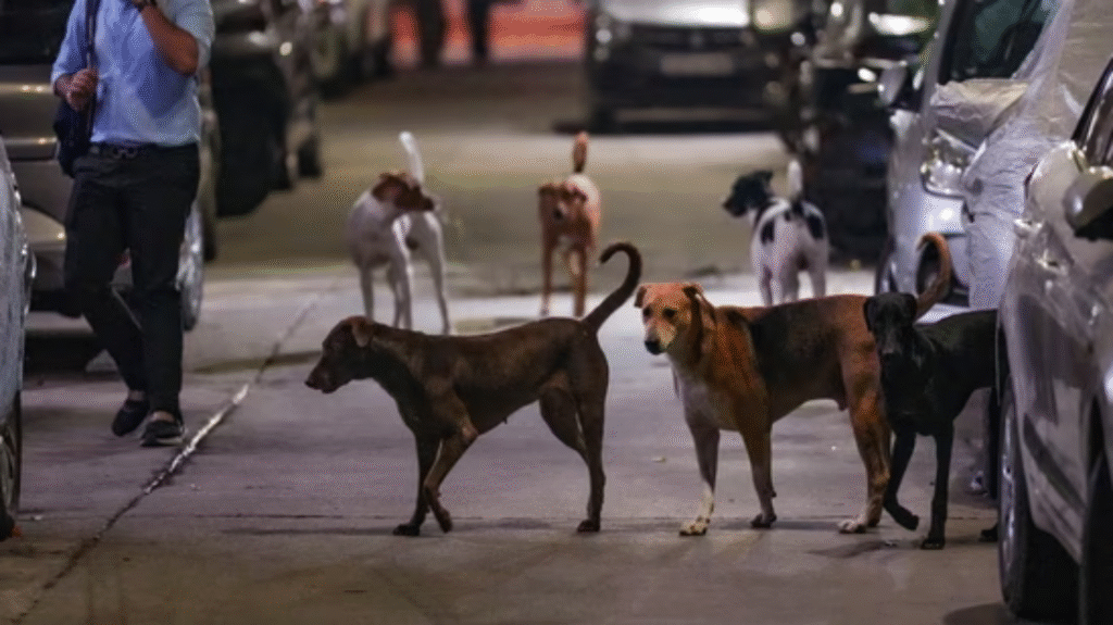 stray dogs removal delhi supreme court